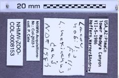 Etiketten zu Lacon nobilis (NHMW-ZOO-COL-0008153)